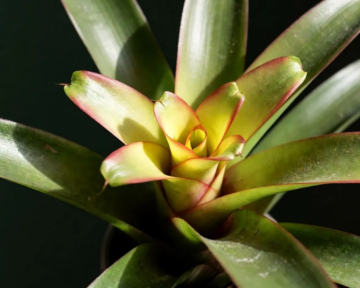 bromeliacea