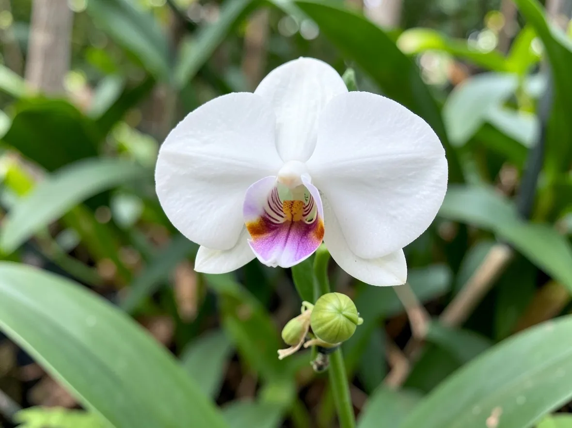 phalaenopsis