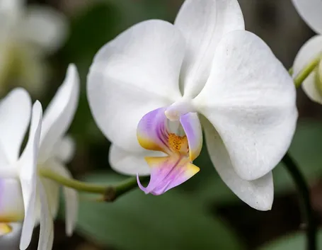 Orchidee phalenopsis