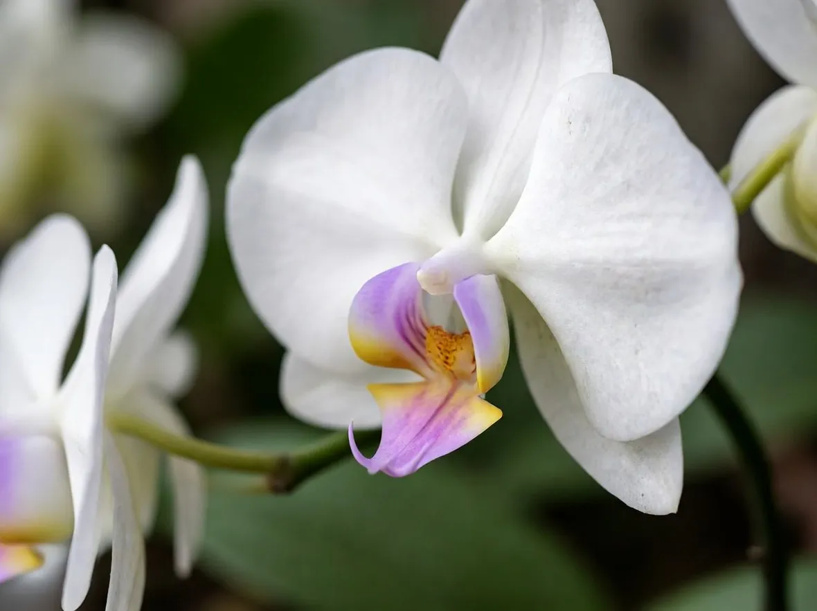 Orchidee phalenopsis