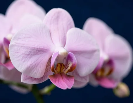 phalaenopsis