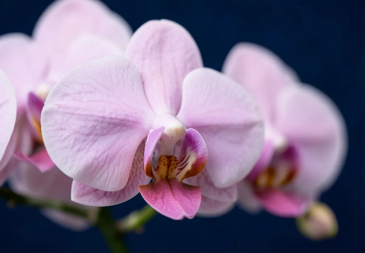 phalaenopsis
