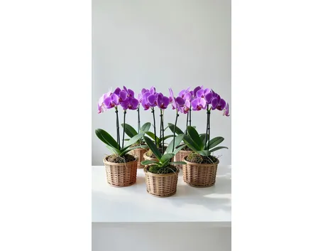Phalaenopsis