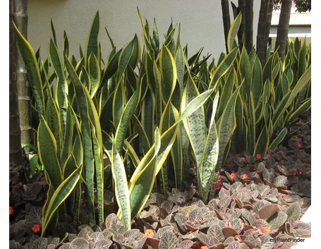 sanseveria