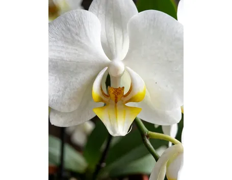 phalaenopsis