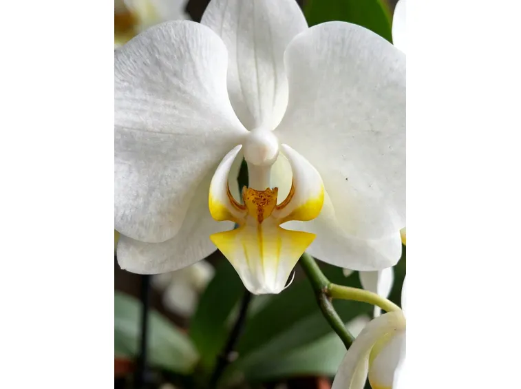 phalaenopsis