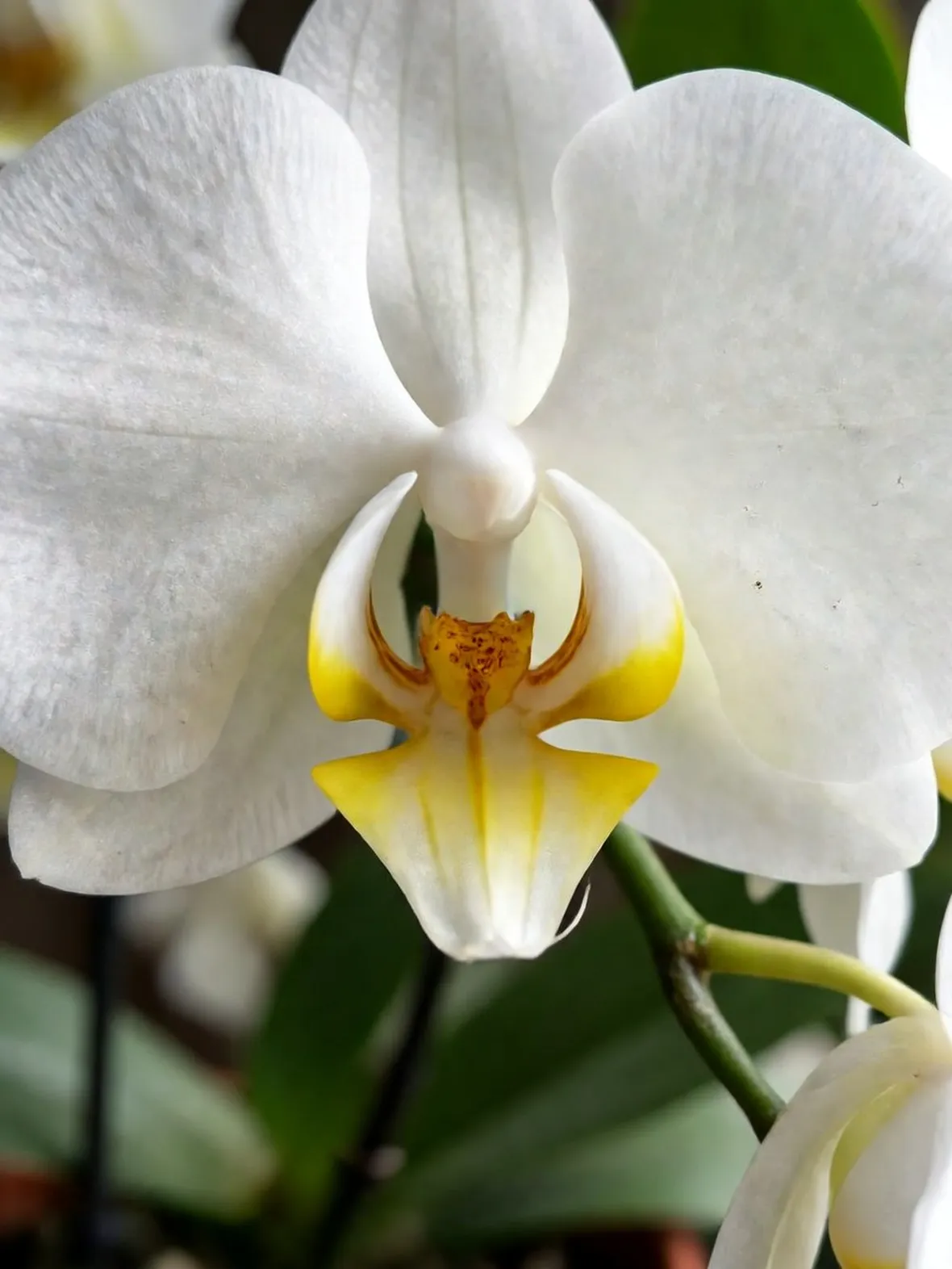 phalaenopsis