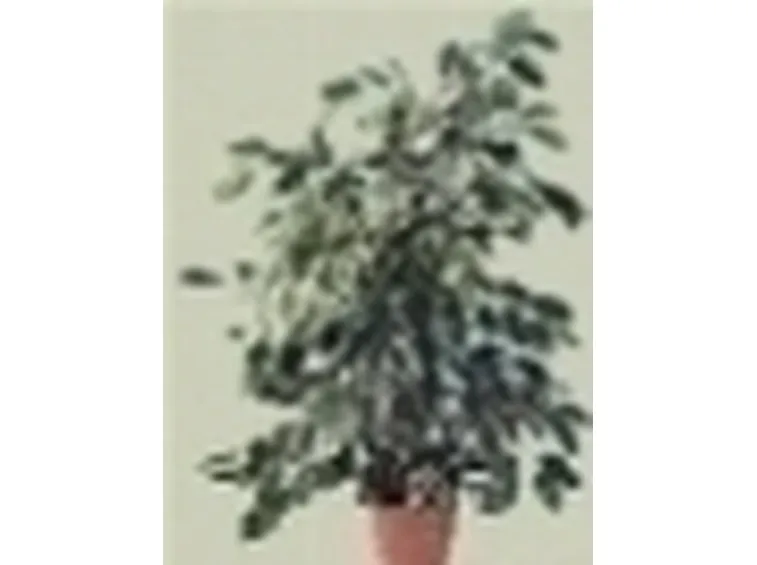 Ficus benjamin
