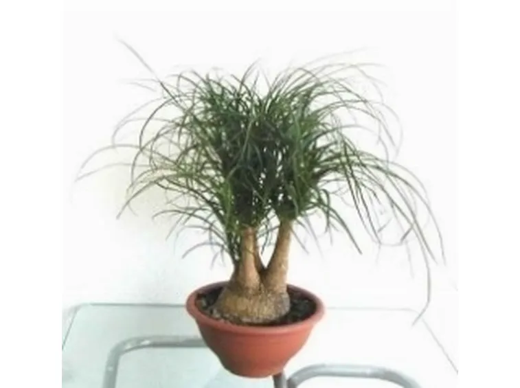 Pianta mangia fumo