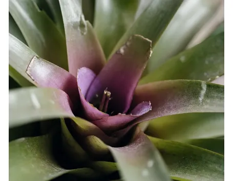Bromeliacea
