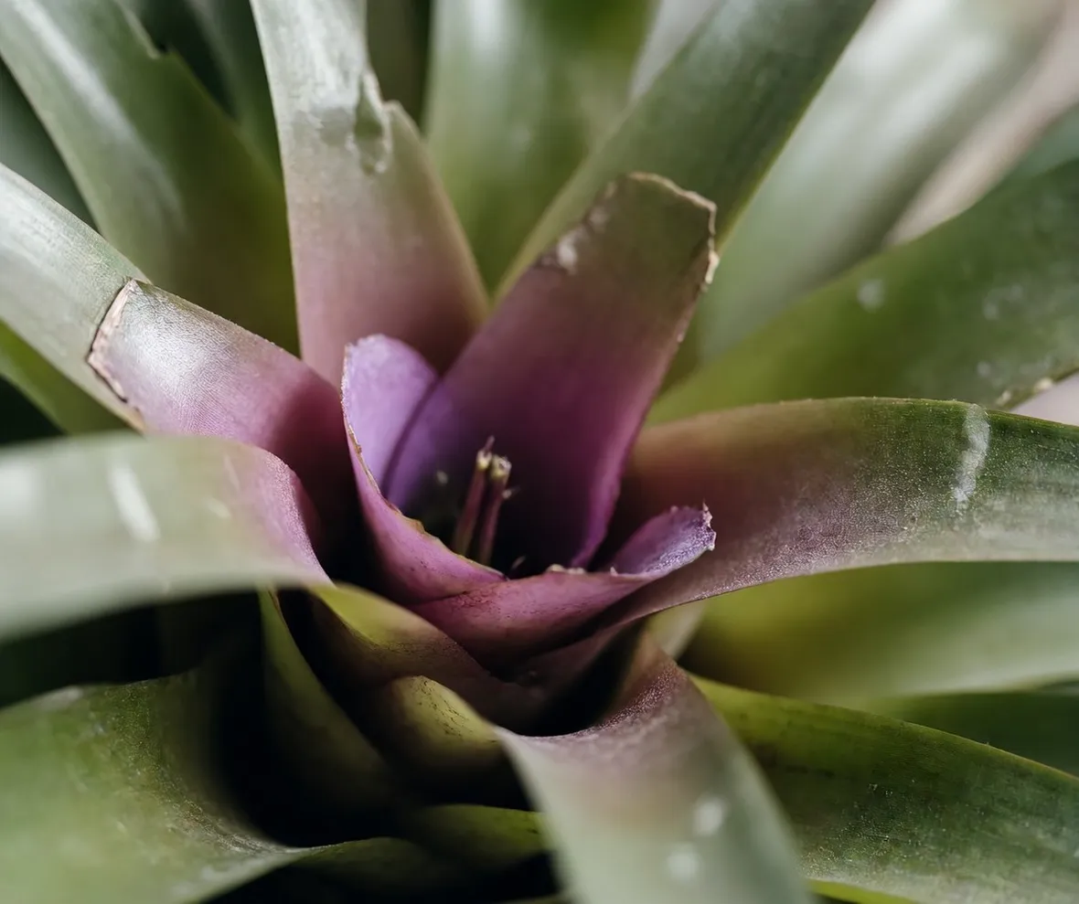 Bromeliacea