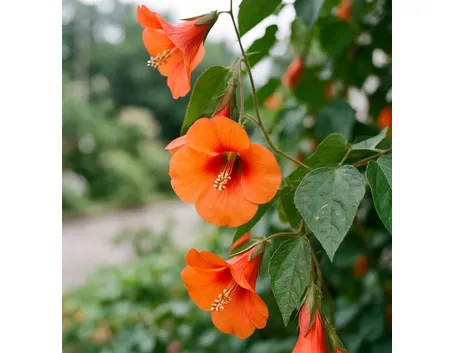 abutilon