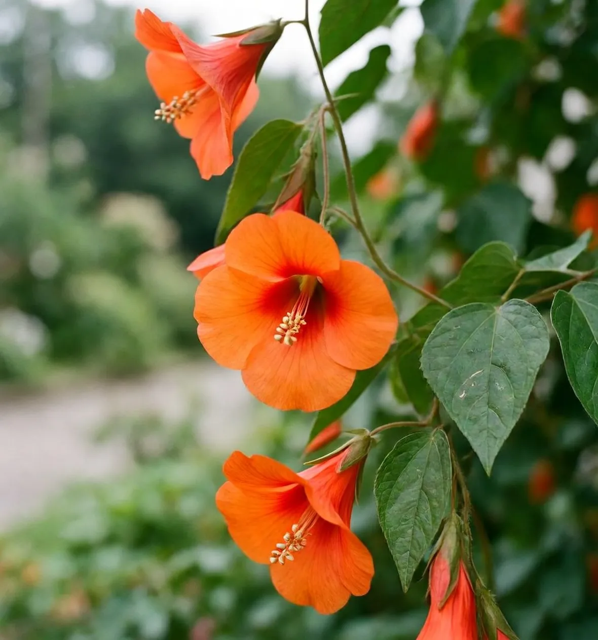 abutilon