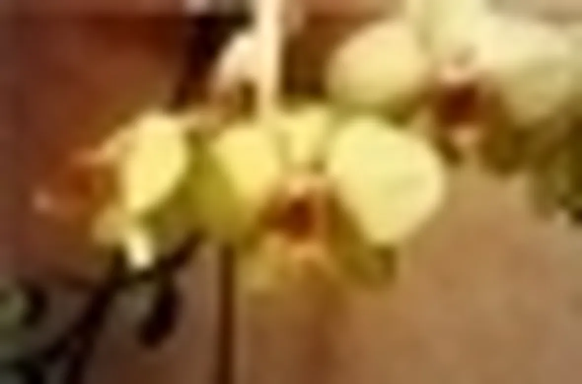 phalaenopsis