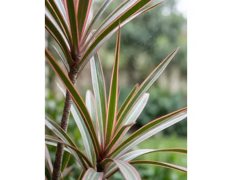 Dracaena marginata