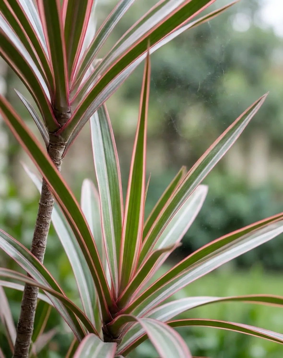 Dracaena marginata