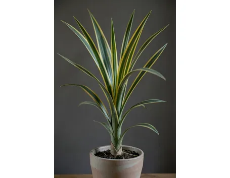 dracena a foglie striate