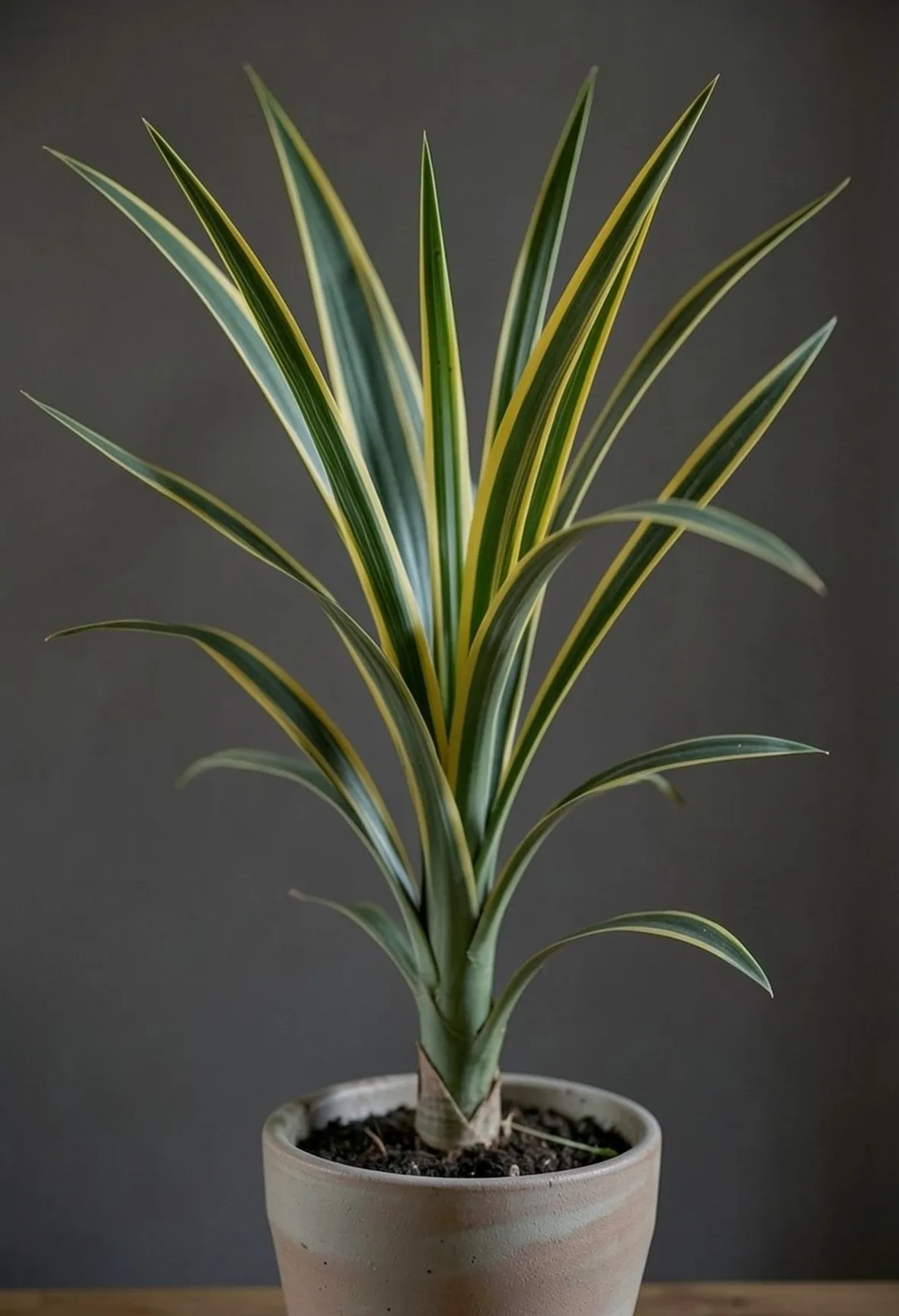 dracena a foglie striate