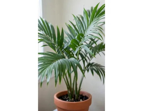 Howea fosteriana