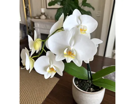 Orchidea