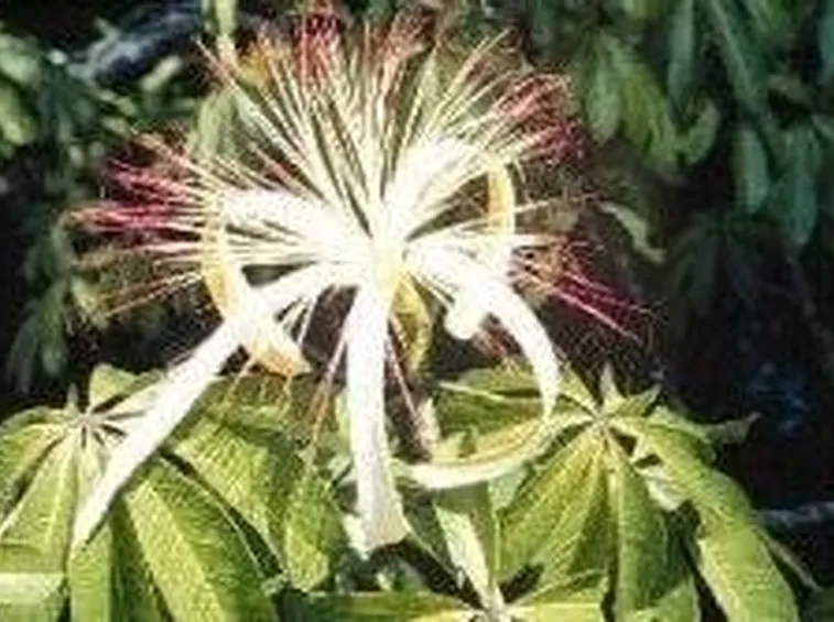 Fiore di pachira