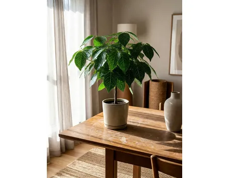 Ficus