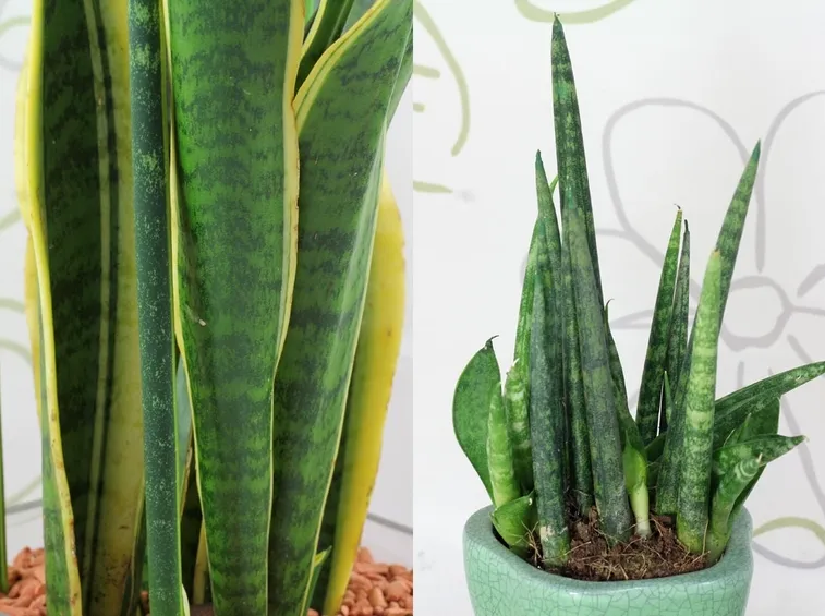 sanseveria