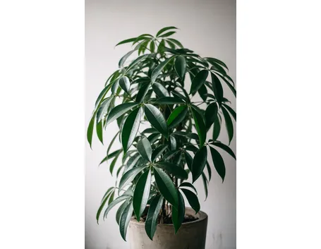 schefflera