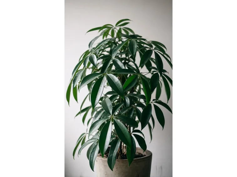schefflera