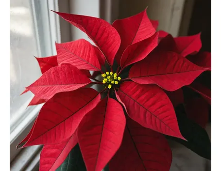 Stella di natale