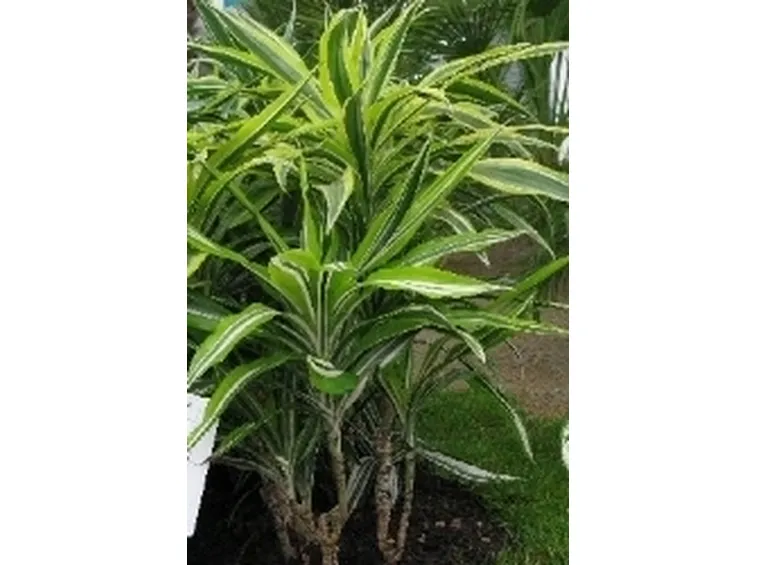 dracena