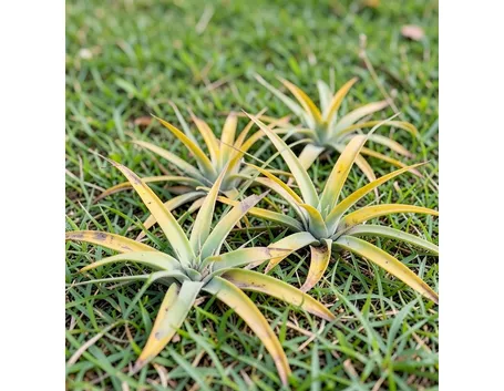 tillandsia