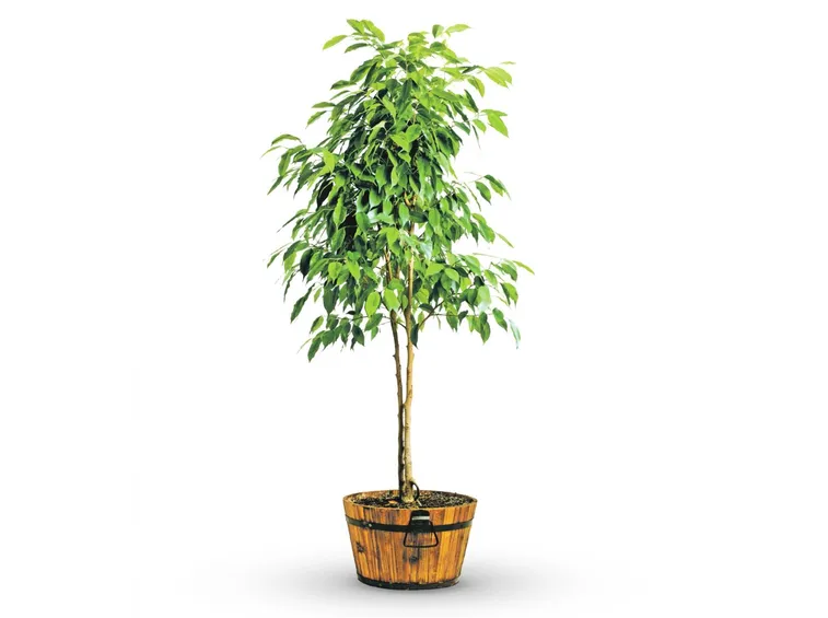 ficus