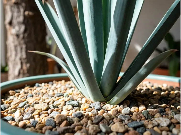 yucca