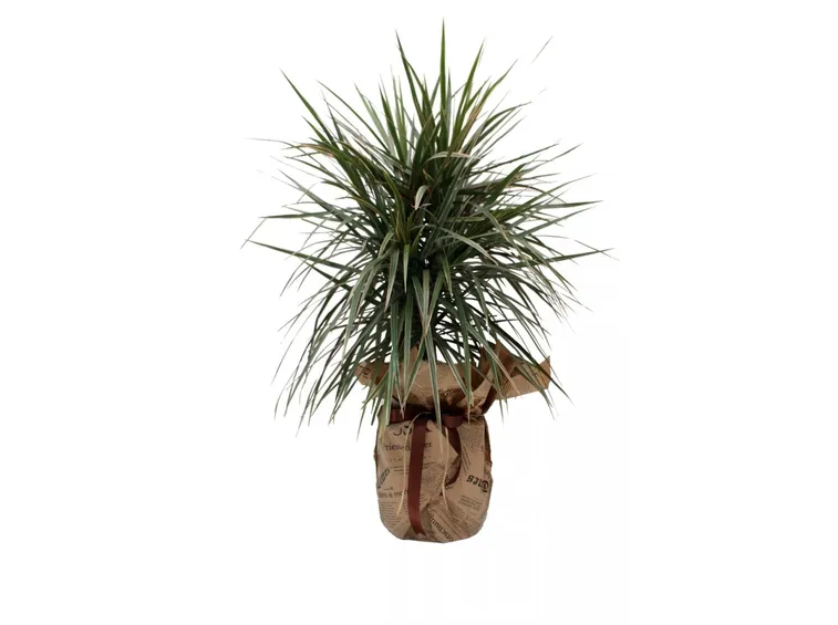 dracena da regalo