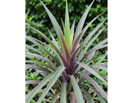 Dracena