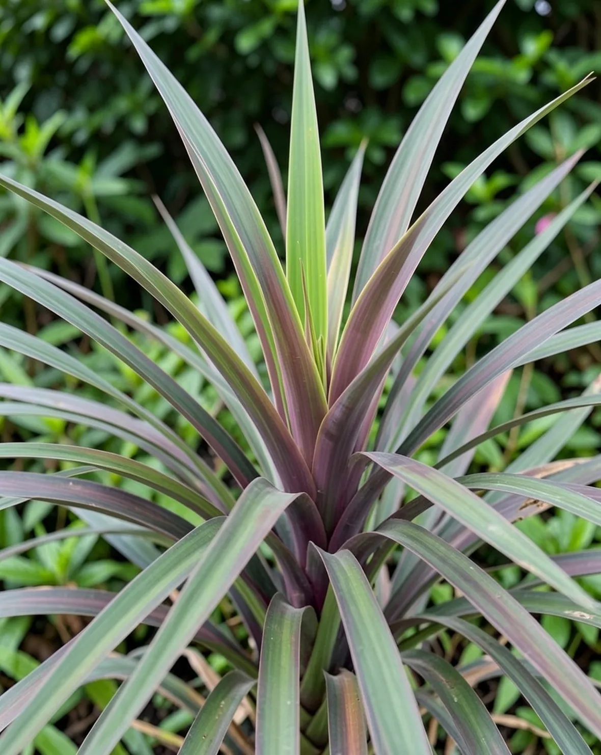 Dracena