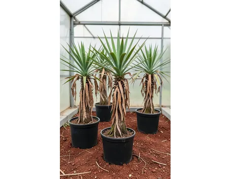 yucca