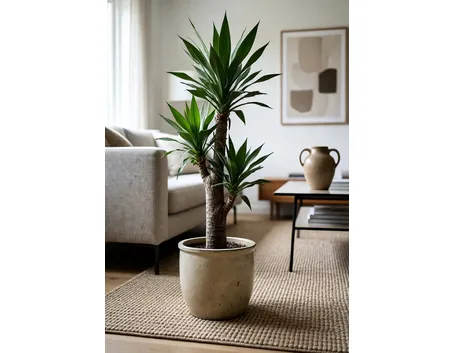 Yucca
