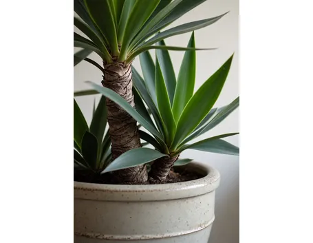 Yucca