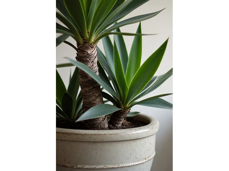 Yucca
