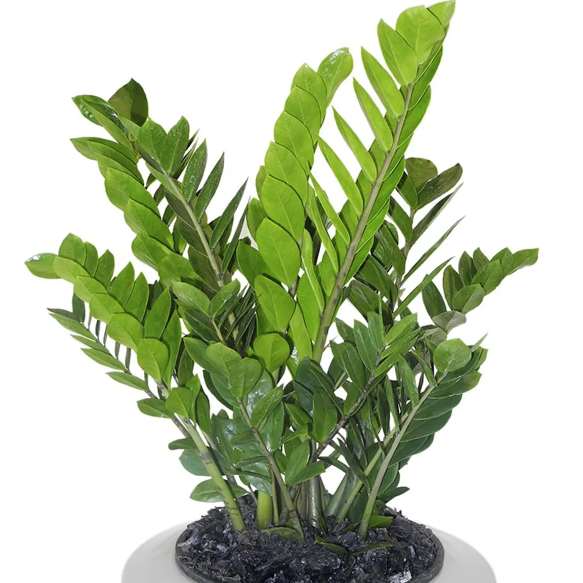 Zamioculcas