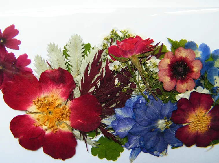 fiori pressati