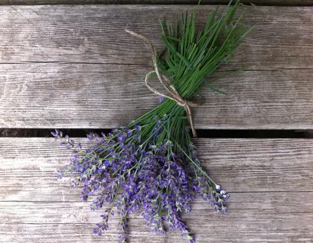 fiori secchi di lavanda