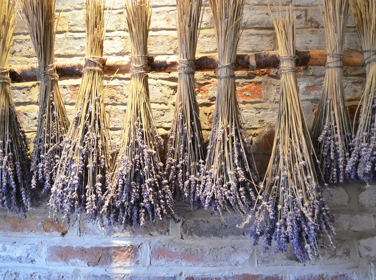 fiori secchi