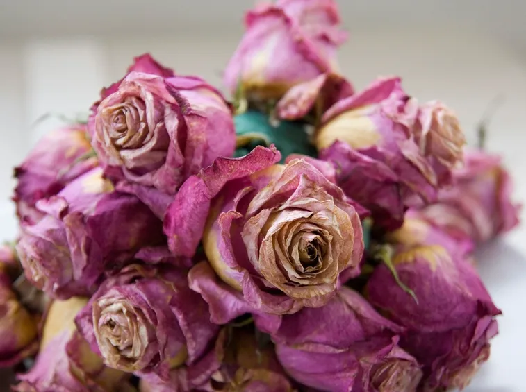 fiori secchi