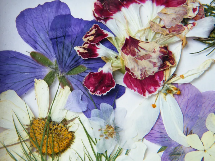 fiori pressati