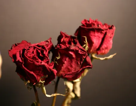 rosa secca