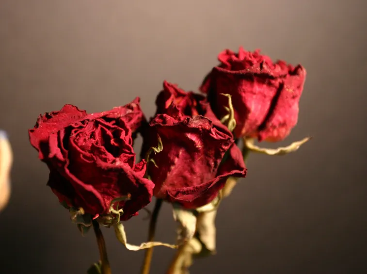 rosa secca