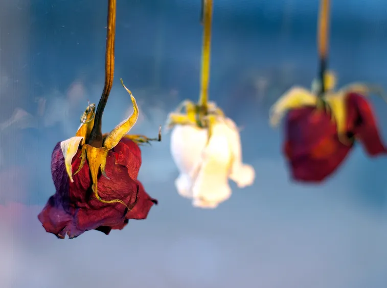rose secche
